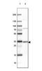 HLA-DQA1 antibody, NBP1-84550, Novus Biologicals, Western Blot image 