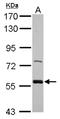 Zwilch Kinetochore Protein antibody, NBP2-21058, Novus Biologicals, Western Blot image 