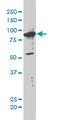 XPA Binding Protein 2 antibody, LS-C133791, Lifespan Biosciences, Western Blot image 