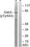 GRB2 Associated Binding Protein 2 antibody, LS-C198989, Lifespan Biosciences, Western Blot image 