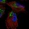Brain mitochondrial carrier protein 1 antibody, HPA060316, Atlas Antibodies, Immunofluorescence image 