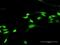 Ras guanyl-releasing protein 3 antibody, H00025780-D01P, Novus Biologicals, Immunofluorescence image 