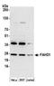 Fumarylacetoacetate Hydrolase Domain Containing 1 antibody, A305-619A-M, Bethyl Labs, Western Blot image 