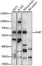 Hedgehog Acyltransferase antibody, LS-C750145, Lifespan Biosciences, Western Blot image 