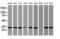 Proteasome subunit alpha type-4 antibody, M06794, Boster Biological Technology, Western Blot image 