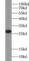 Thioredoxin Domain Containing 9 antibody, FNab09128, FineTest, Western Blot image 