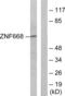 Zinc Finger Protein 668 antibody, abx013761, Abbexa, Western Blot image 