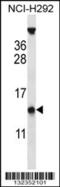 Pyrin Domain Containing 1 antibody, 56-864, ProSci, Western Blot image 
