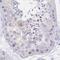 Cilia And Flagella Associated Protein 74 antibody, PA5-56101, Invitrogen Antibodies, Immunohistochemistry frozen image 