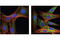 Autophagy Related 12 antibody, 2011S, Cell Signaling Technology, Immunofluorescence image 