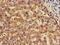 Solute Carrier Family 13 Member 5 antibody, CSB-PA768239LA01HU, Cusabio, Immunohistochemistry frozen image 