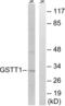 Glutathione S-transferase theta-1 antibody, abx014494, Abbexa, Western Blot image 
