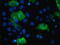 TBC1 Domain Family Member 4 antibody, LS-C172853, Lifespan Biosciences, Immunofluorescence image 