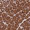 p50 dynamitin antibody, HPA039715, Atlas Antibodies, Immunohistochemistry frozen image 