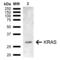 KRAS Proto-Oncogene, GTPase antibody, SPC-777S, StressMarq, Western Blot image 