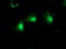 Mannose Phosphate Isomerase antibody, LS-C173947, Lifespan Biosciences, Immunofluorescence image 
