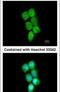 Poly(rC)-binding protein 2 antibody, PA5-22350, Invitrogen Antibodies, Immunofluorescence image 