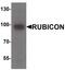 Run domain Beclin-1 interacting and cystein-rich containing protein antibody, PA5-38017, Invitrogen Antibodies, Western Blot image 