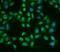 Bruton Tyrosine Kinase antibody, FNab00980, FineTest, Immunofluorescence image 