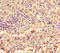 Napsin A Aspartic Peptidase antibody, A54491-100, Epigentek, Immunohistochemistry paraffin image 