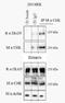 Discs Large MAGUK Scaffold Protein 5 antibody, NBP1-28739, Novus Biologicals, Immunoprecipitation image 