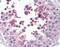 Histone-lysine N-methyltransferase MLL2 antibody, TA311425, Origene, Immunohistochemistry frozen image 