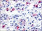 Prolactin-releasing peptide receptor antibody, AP06924PU-N, Origene, Immunohistochemistry frozen image 
