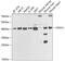OXA1L Mitochondrial Inner Membrane Protein antibody, 22-110, ProSci, Western Blot image 