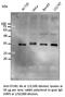 STIP1 Homology And U-Box Containing Protein 1 antibody, AB0283-100, SICGEN, Western Blot image 