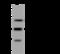Component Of Oligomeric Golgi Complex 3 antibody, 201387-T36, Sino Biological, Western Blot image 