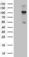 NLR Family Member X1 antibody, TA809764, Origene, Western Blot image 