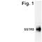 Somatostatin Receptor 5 antibody, NB100-74540, Novus Biologicals, Western Blot image 