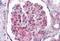 Ubiquitin C antibody, MBS242555, MyBioSource, Immunohistochemistry paraffin image 