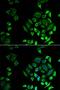 Phospholipase A2 Group IID antibody, LS-B15457, Lifespan Biosciences, Immunofluorescence image 