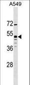 G Protein-Coupled Receptor 83 antibody, LS-C159776, Lifespan Biosciences, Western Blot image 