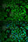 F-box only protein 11 antibody, A6153, ABclonal Technology, Immunofluorescence image 