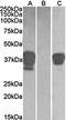 POU domain class 2-associating factor 1 antibody, orb22486, Biorbyt, Western Blot image 