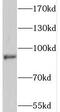 Protein phosphatase Slingshot homolog 3 antibody, FNab08248, FineTest, Western Blot image 
