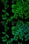 WNK1 antibody, orb167193, Biorbyt, Immunofluorescence image 