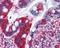 Protein TFG antibody, 48-924, ProSci, Immunohistochemistry frozen image 