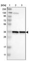 MOSC domain-containing protein 2, mitochondrial antibody, PA5-53276, Invitrogen Antibodies, Western Blot image 
