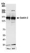 CASK Interacting Protein 2 antibody, A303-018A, Bethyl Labs, Western Blot image 