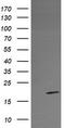 Rieske Fe-S Domain Containing antibody, TA505809AM, Origene, Western Blot image 