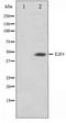 E2F Transcription Factor 4 antibody, TA347373, Origene, Western Blot image 
