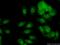 Zinc finger protein SNAI3 antibody, 21350-1-AP, Proteintech Group, Immunofluorescence image 