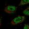 Storkhead Box 1 antibody, PA5-58135, Invitrogen Antibodies, Immunofluorescence image 