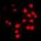 Cyclin A1 antibody, orb214842, Biorbyt, Immunofluorescence image 