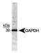 GAPDH antibody, TA336628, Origene, Western Blot image 