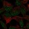 Zinc Finger Protein 677 antibody, HPA023106, Atlas Antibodies, Immunocytochemistry image 
