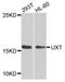 Ubiquitously Expressed Prefoldin Like Chaperone antibody, LS-C333147, Lifespan Biosciences, Western Blot image 